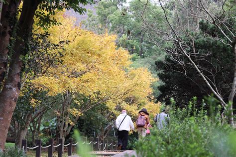 銀杏有花嗎|陽明山秋冬三原色 銀杏、楓葉、茶梅共繪美景 